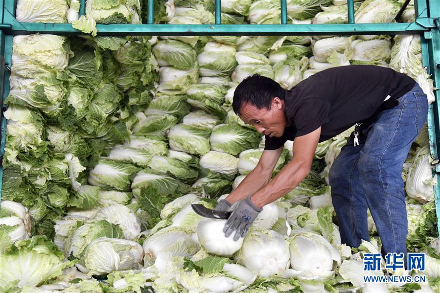 （关注“利奇马”）（1）山东寿光蔬菜供应平稳 价格略涨