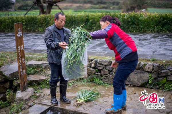 今日花茂村：山水田园牧歌样板村（组图）