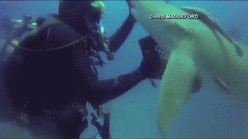 难以置信！鲨鱼求救 让潜水员拔出体内钩子