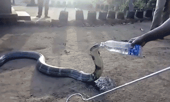 “我好渴！”眼镜蛇爬进村庄求助 村民喂瓶装水