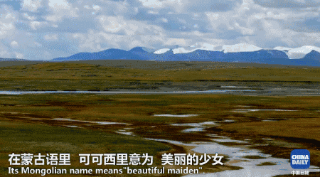 美麗的可可西裏！你可知是誰在守護這片高原凈土？丨解碼中國