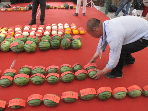 全国西瓜甜瓜擂台赛落幕 “瓜王”重27.15公斤
