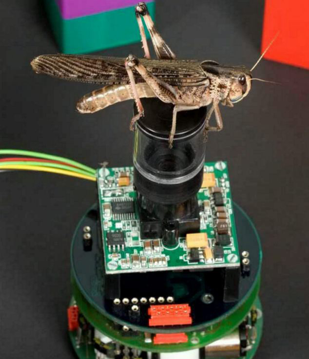 英科学家研发革命性车辆防碰撞技术 灵感来自蝗虫