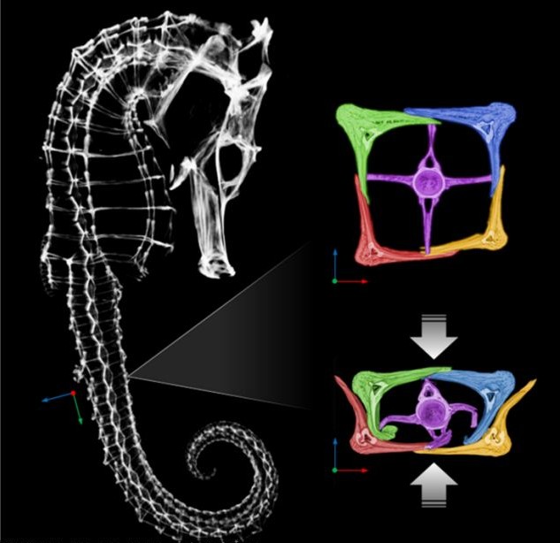 美科学家欲模仿海马尾巴结构 制造可分散冲击力铠甲