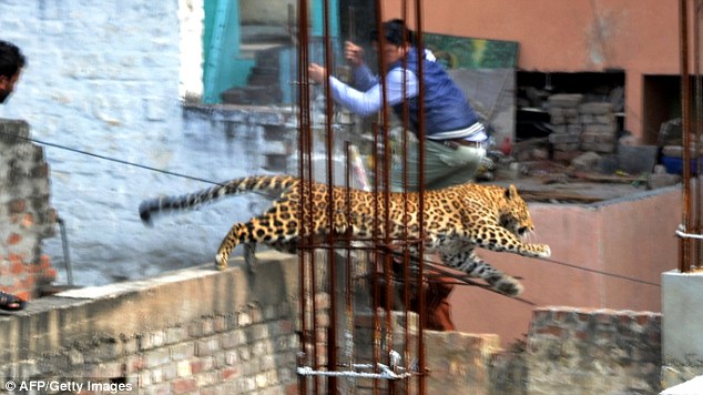 印度北部城市陷入恐慌 猎豹街头“巡视”6人受伤