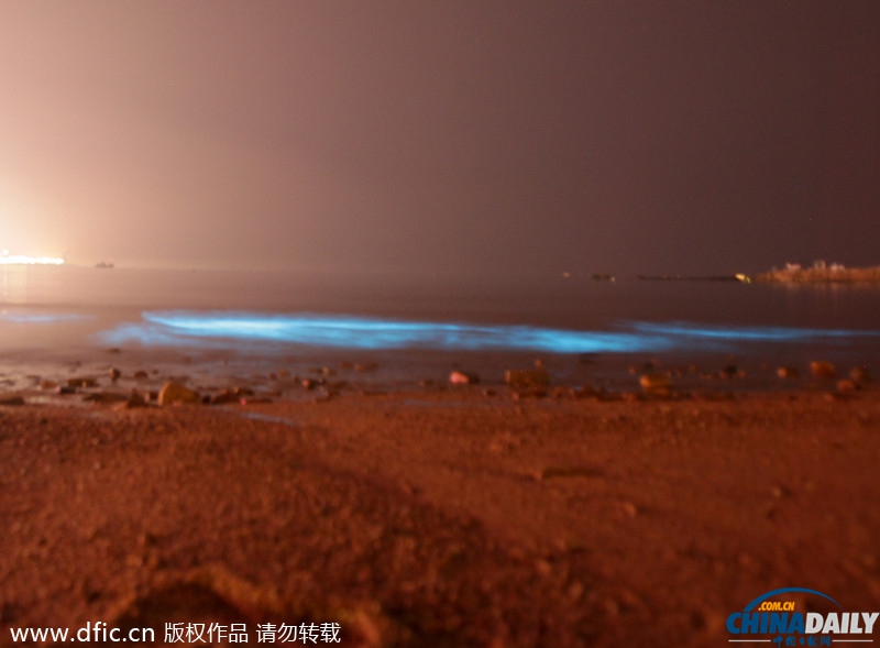 青岛海边大量夜光藻铺满沙滩 蓝色缎带如银河