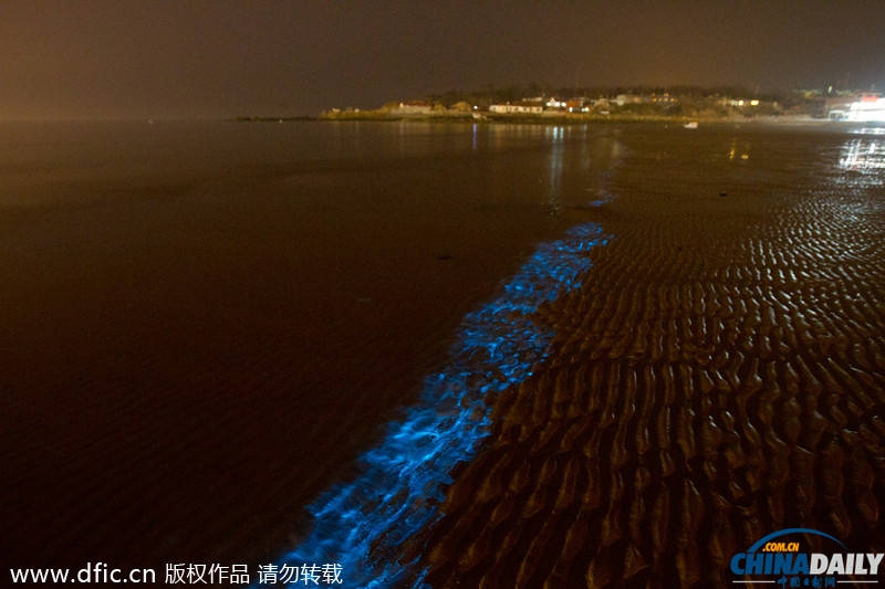 青岛海边大量夜光藻铺满沙滩 蓝色缎带如银河