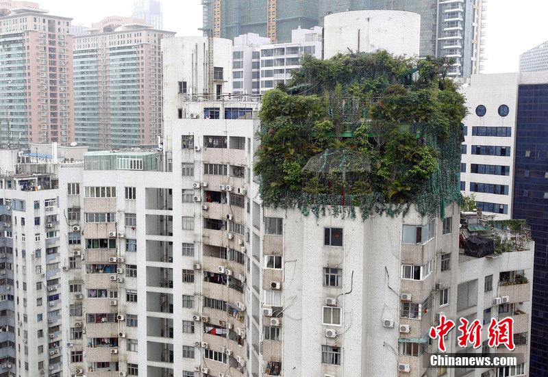 广州一小区疑业主楼顶建“原始森林”掩护加盖