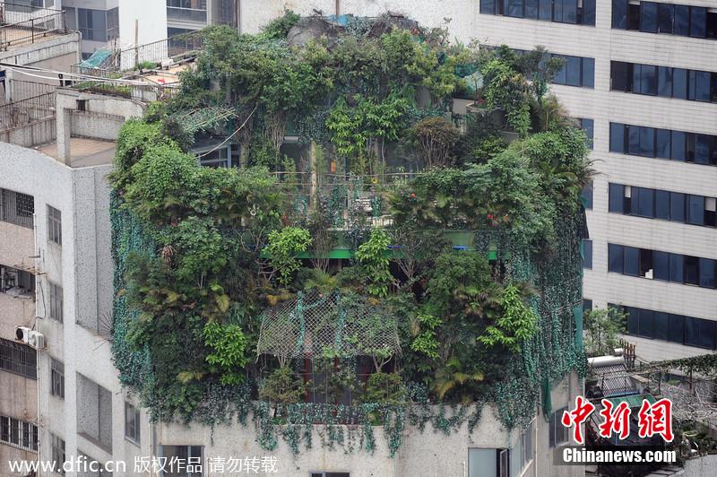 广州一小区疑业主楼顶建“原始森林”掩护加盖