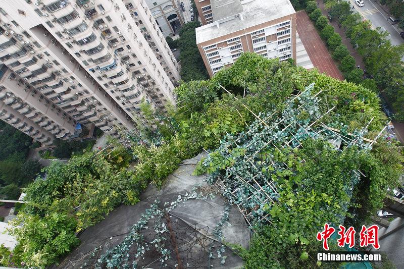广州一小区疑业主楼顶建“原始森林”掩护加盖