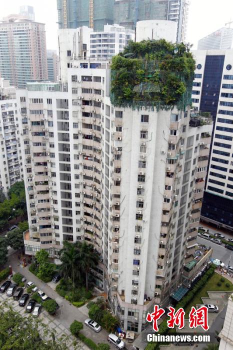 广州一小区疑业主楼顶建“原始森林”掩护加盖