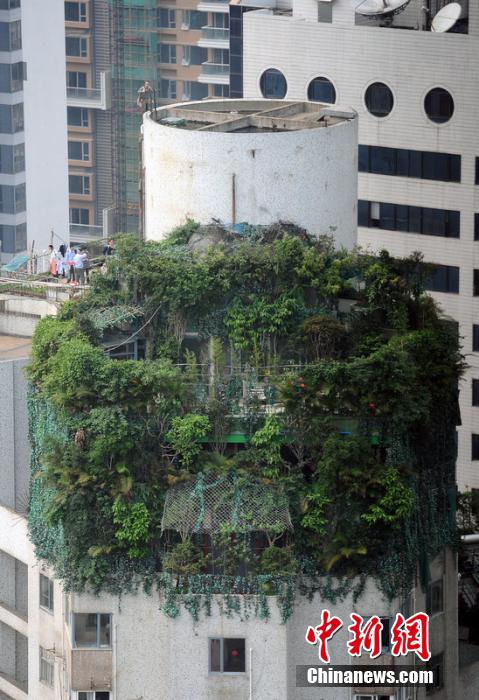 广州一小区疑业主楼顶建“原始森林”掩护加盖