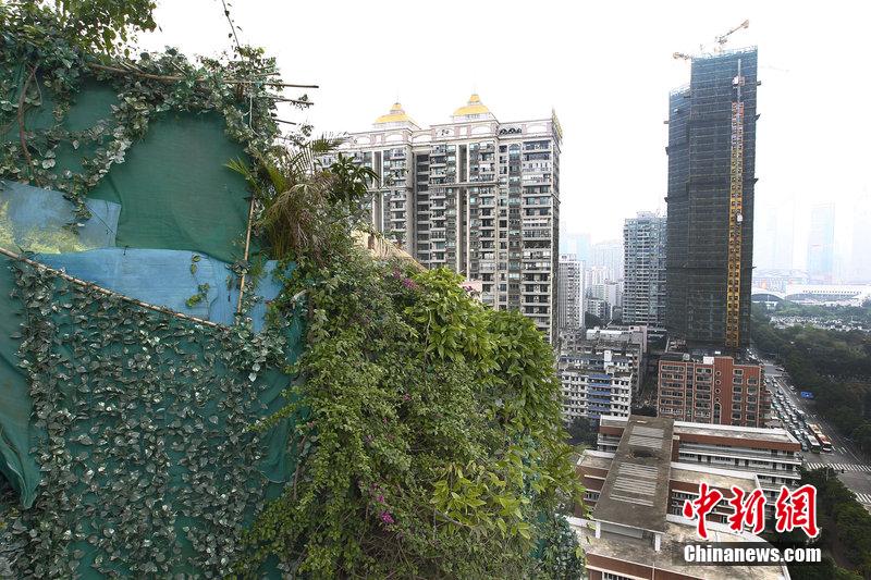 广州一小区疑业主楼顶建“原始森林”掩护加盖