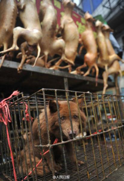 广西玉林狗肉节被指一天吃万只狗 舆论呼吁抵制