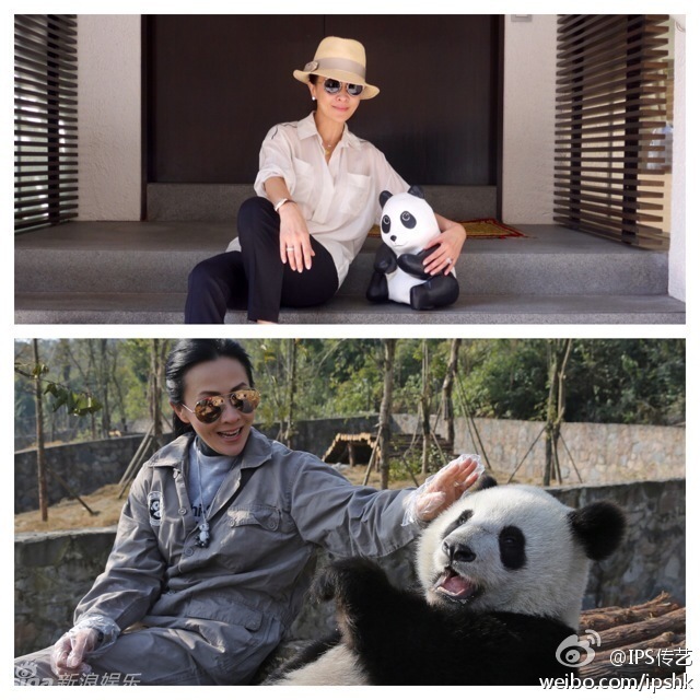 千只纸熊猫空降香港 刘嘉玲舒淇卖萌合影倡环保