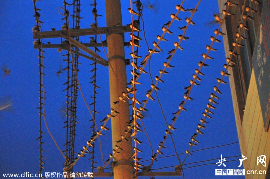 云南彝良上万只燕子电线上过夜