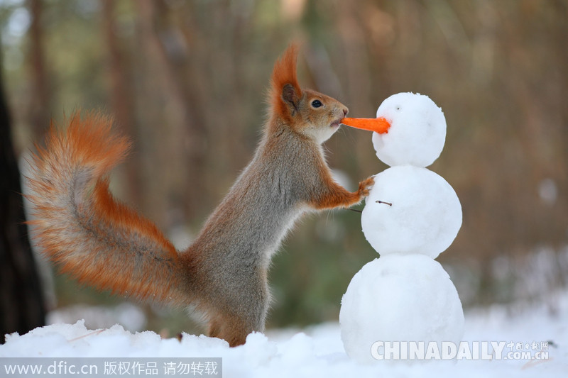 堆雪人练倒立 看看动物们如何在雪地里撒欢卖萌
