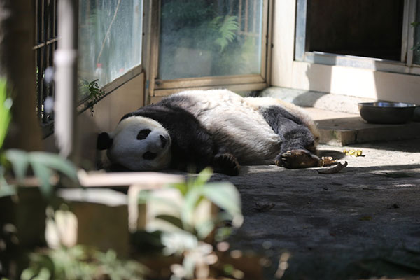 北京亚运会“盼盼”原型熊猫迎来35岁生日