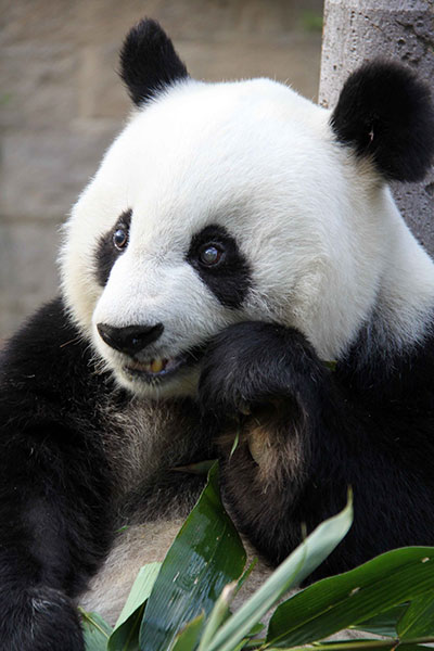 北京亚运会“盼盼”原型熊猫迎来35岁生日