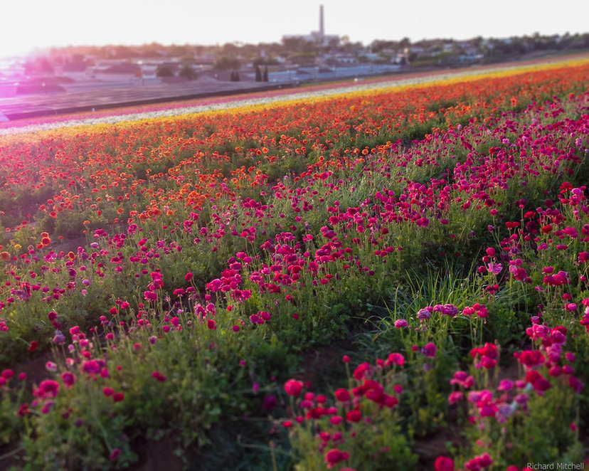 花花世界！全球十大赏花胜地推荐