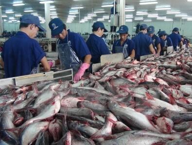 越南向中国出口查鱼骤增 同比增长72.7%