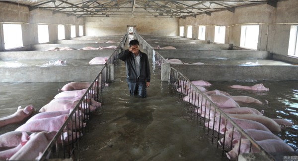安徽舒城灾区一养猪场数千头生猪有望获救