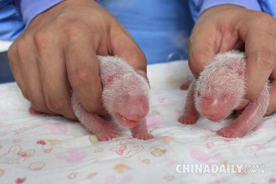 大熊猫双胞胎“巨婴”于今晨在中国大熊猫保护研究中心诞生