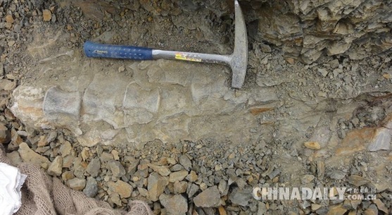 内蒙首次发掘完整大型鸭嘴龙类化石