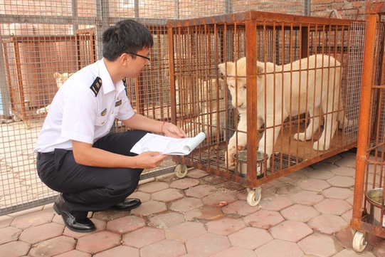 18只白狮登陆天津 系天津口岸单批进境量最大