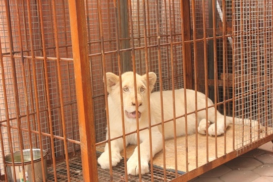 18只白狮登陆天津 系天津口岸单批进境量最大