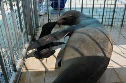 视频：中国内陆首次成功繁育加州海狮