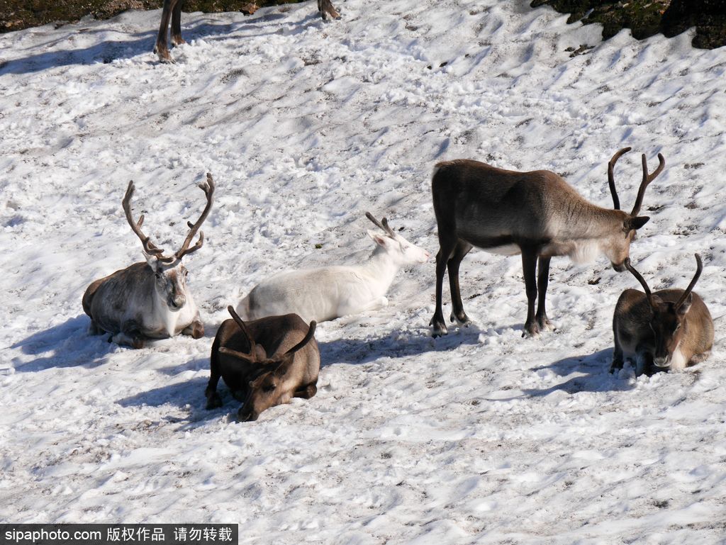 苏格兰雪地上的驯鹿 卧雪入睡灵气逼人