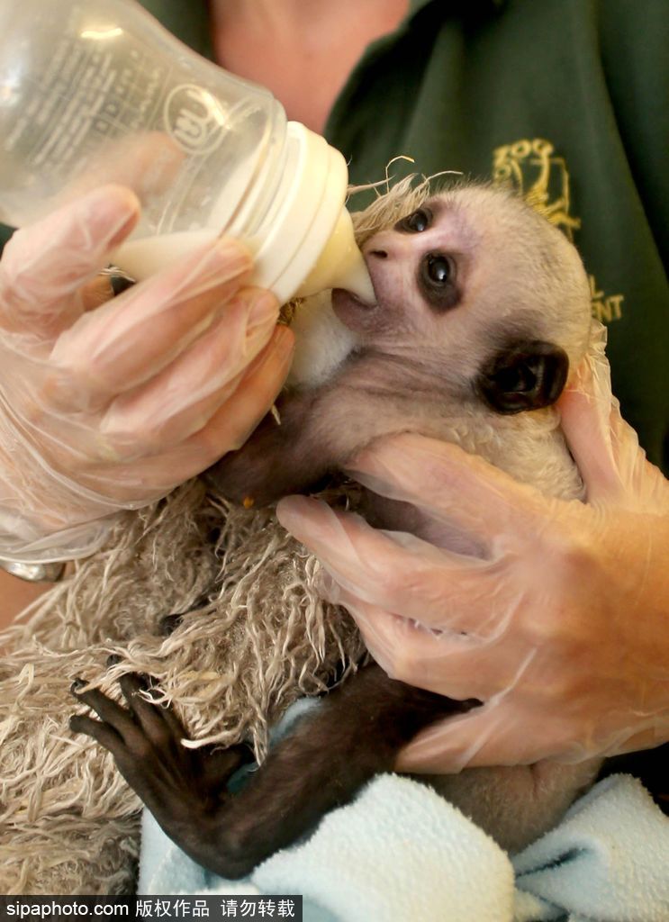 英国动物园刨腹产出生的猴宝宝 竟然长得像伏地魔