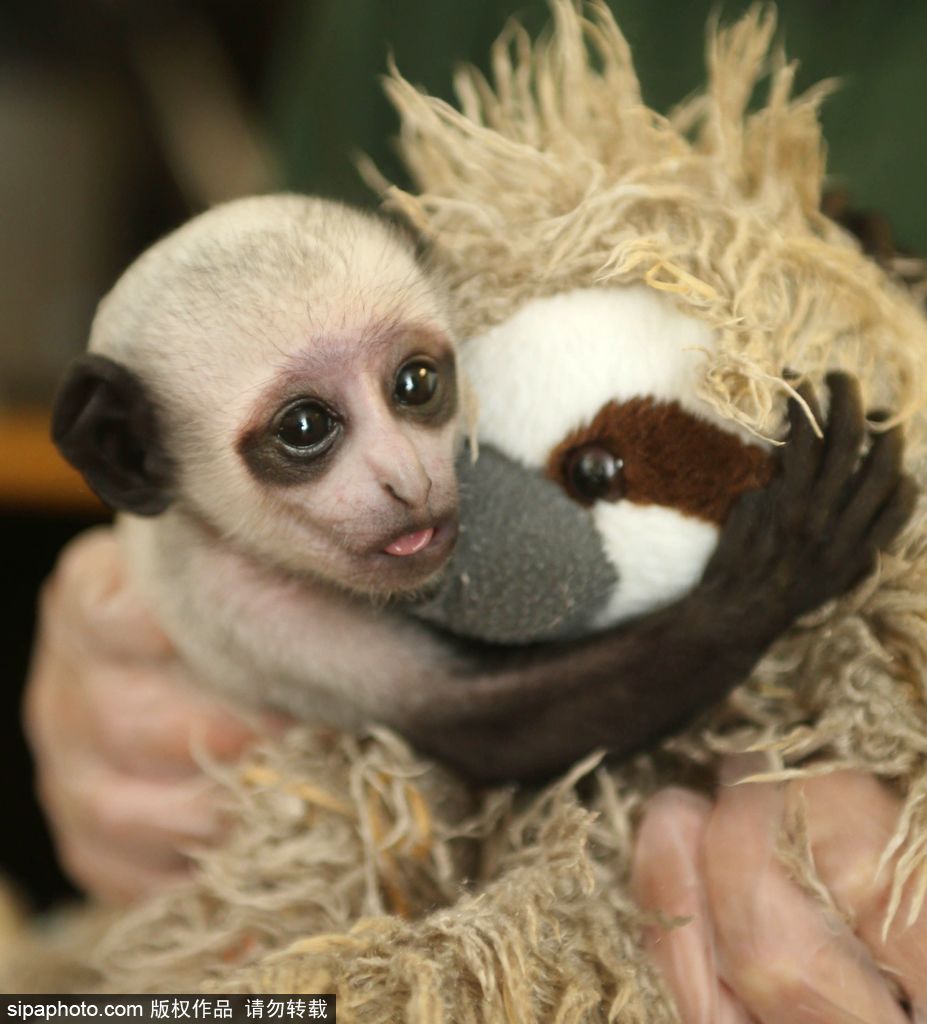 英国动物园刨腹产出生的猴宝宝 竟然长得像伏地魔