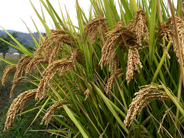 水稻杂种优势研究取得突破性进展