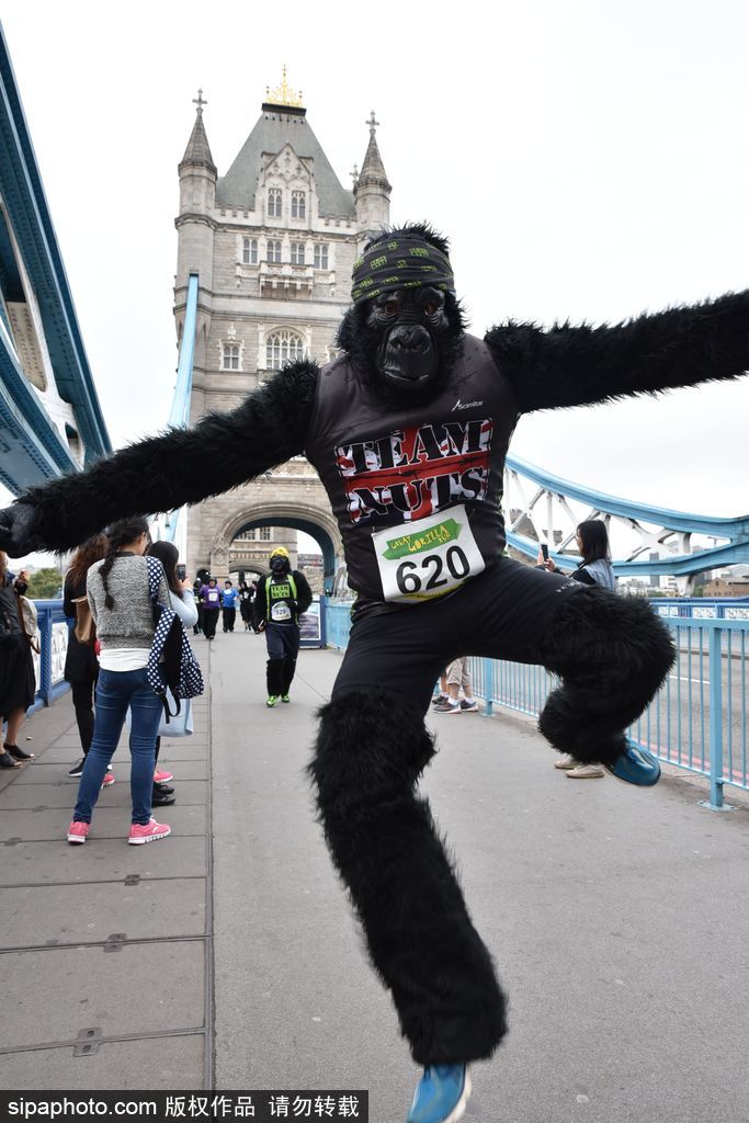 英国举办“大猩猩”慈善跑 人扮猩猩献爱心募款