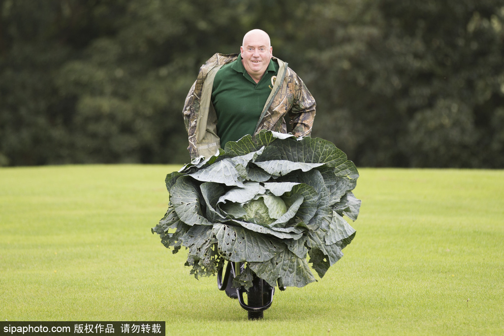 英国举行“巨型蔬菜竞赛” 南瓜绿菜中“巨无霸”亮相惊呆路人