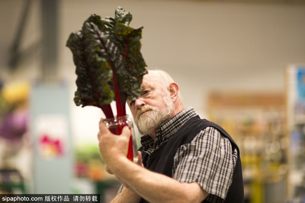 英国举行“巨型蔬菜竞赛” 南瓜绿菜中“巨无霸”亮相惊呆路人