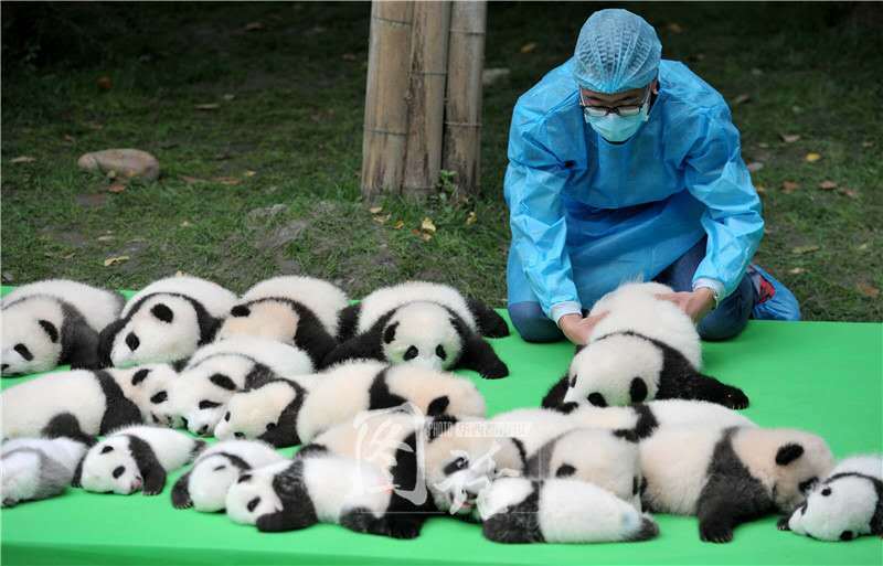 萌化了！成都23只熊猫宝宝集体亮相