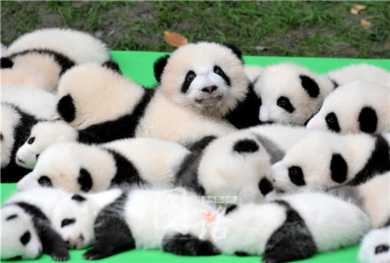 萌化了！成都23只熊猫宝宝集体亮相