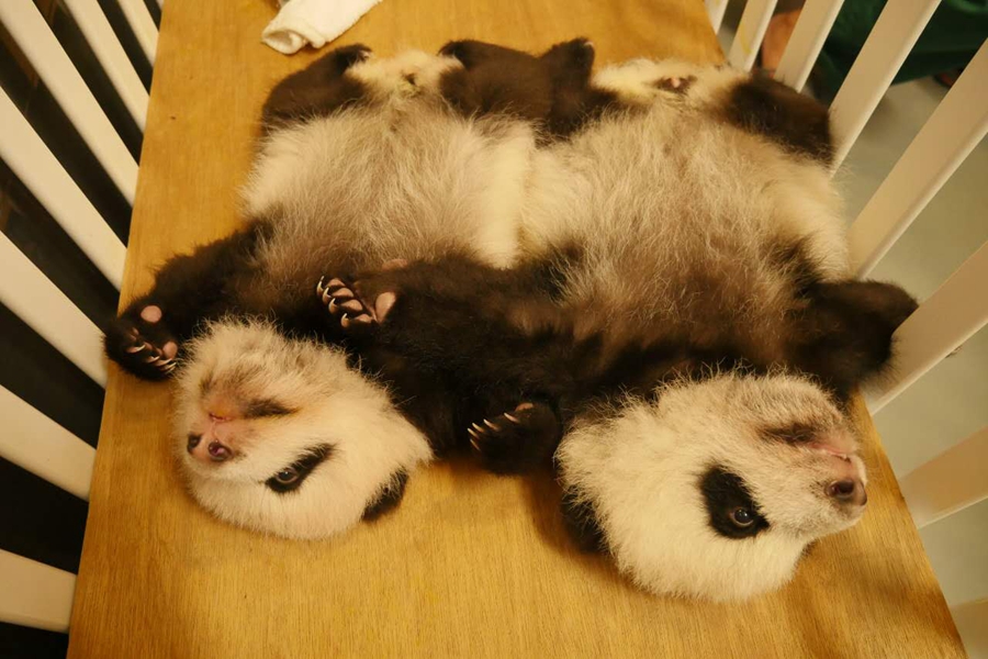 中央赠澳大熊猫产下双胞胎 如今它们百天了