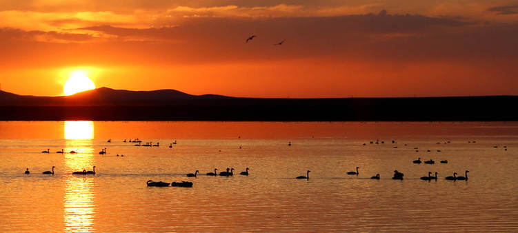 达里诺尔湖深秋百万候鸟集结 场景美轮美奂