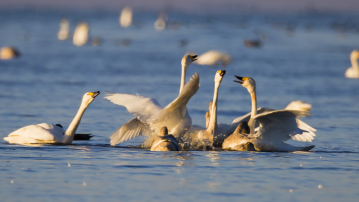 达里诺尔湖深秋百万候鸟集结 场景美轮美奂