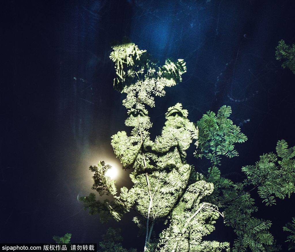巴西热带雨林的投影 摄影师打造震撼光影涂鸦提倡环保