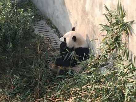居美大熊猫“美轮”“美奂”回国后首次亮相