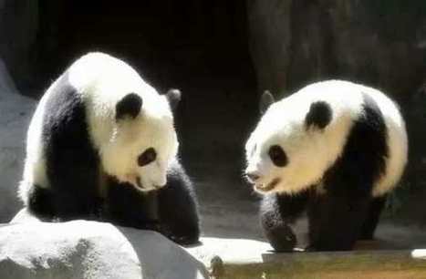 居美大熊猫“美轮”“美奂”回国后首次亮相