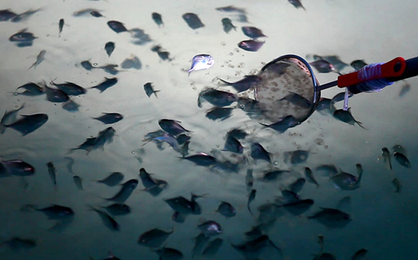 宁波大学养活了世界上“最难养的鱼”