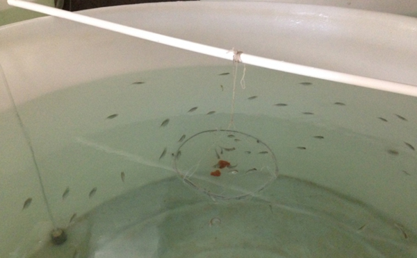 宁波大学养活了世界上“最难养的鱼”