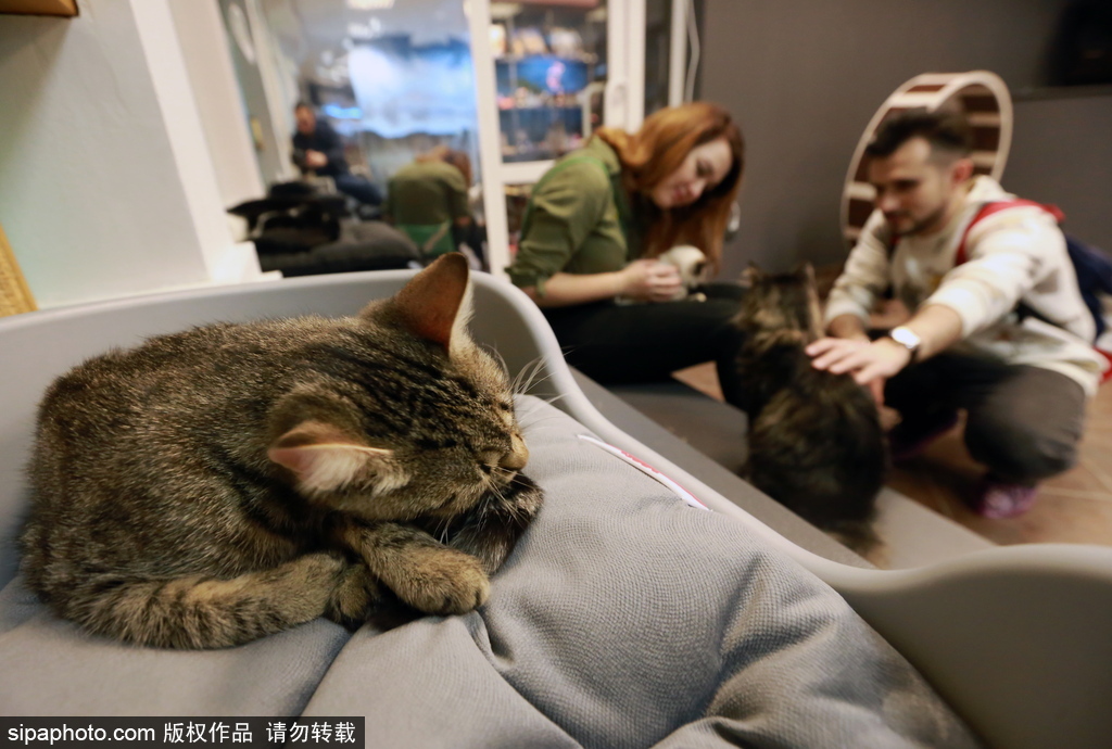 探访欧洲最大的猫咖啡馆——俄罗斯圣彼得堡猫咪共和国咖啡厅