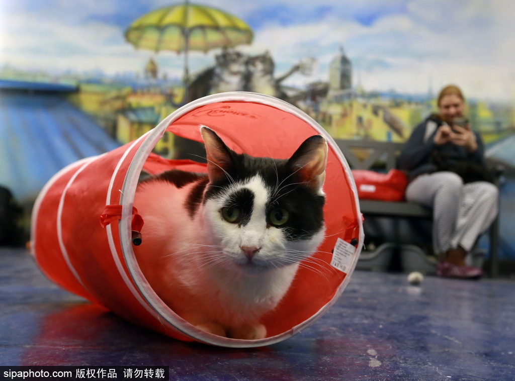 探访欧洲最大的猫咖啡馆——俄罗斯圣彼得堡猫咪共和国咖啡厅
